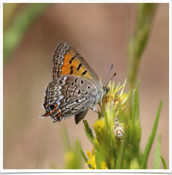 Tailed Copper